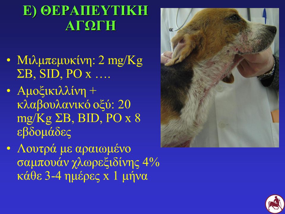 Ε) ΘΕΡΑΠΕΥΤΙΚΗ ΑΓΩΓΗ Μιλμπεμυκίνη: 2 mg/Kg ΣΒ, SID, PO x ….