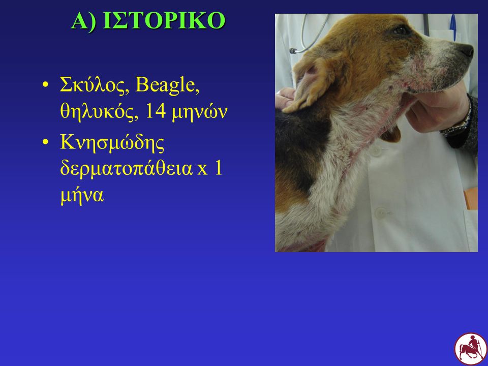 Α) ΙΣΤΟΡΙΚΟ Σκύλος, Beagle, θηλυκός, 14 μηνών