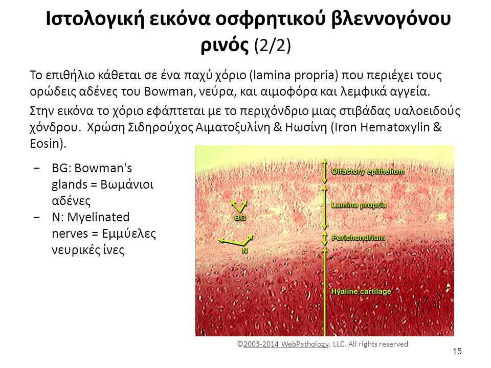 Ιστολογική εικόνα αναπνευστικού βρογχιολίου & κυψελίδων σε μικρή μεγέθυνση (x10)