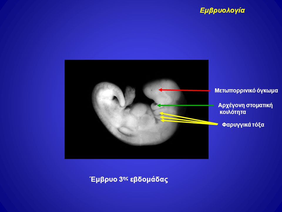 Εμβρυολογία Έμβρυο 3ης εβδομάδας Μετωπορρινικό όγκωμα