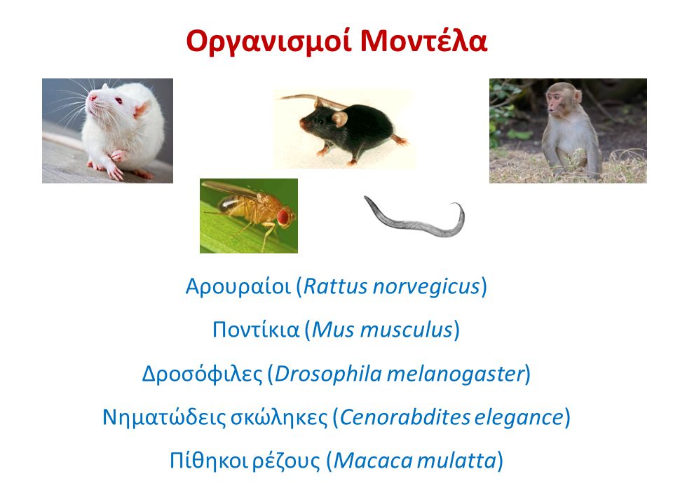 Οργανισμοί Μοντέλα Αρουραίοι (Rattus norvegicus)